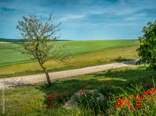 lonely tree near a field road with poppy flower, rural landscapes in the dist...