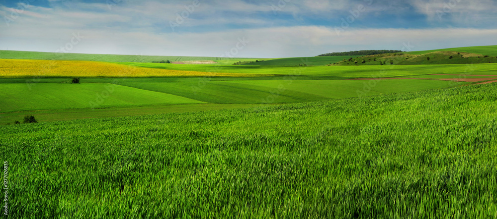 Obraz premium waves and hills of green winter wheat and yellow rapeseed at horizon