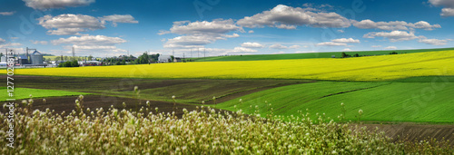 panoramic view of Agricultural fields, waves and hills of rapeseed, winter wh...