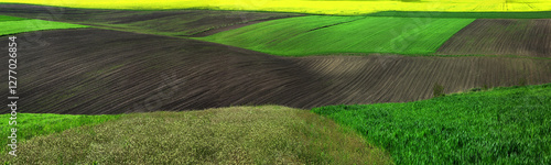 Agricultural fields, waves and hills of green winter wheat, arable land, patc...
