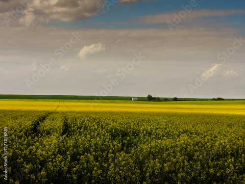 yellow rapeseed field in the light of the evening sky