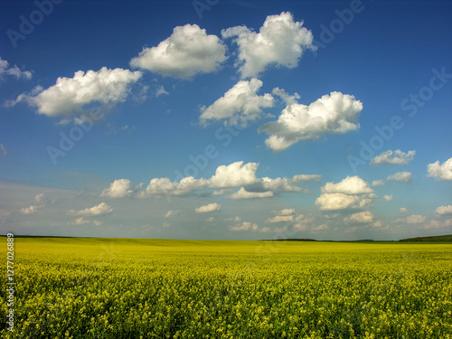 beautiful rapeseed field during flowering under a blue sky with clouds