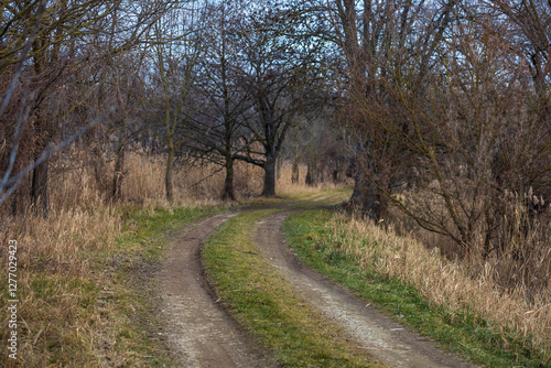 A dirt road lined with trees