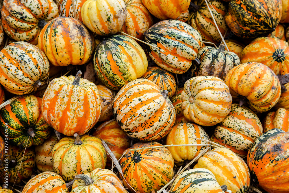 Colorful variety of pumpkins stacked together in a harvest display at an outdoor market during autumn Colorful variety of pumpkins stacked together in a harvest display at an outdoor market during autumn