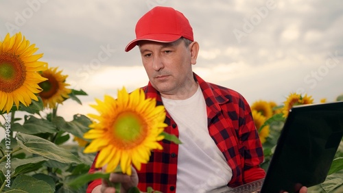 Farmer working in field with sunflowers using computer tablet, Agronomist. Farmer inspects sunflower in field. Modern farmer grows sunflower crops on plantations. Digital technologies in agriculture photo