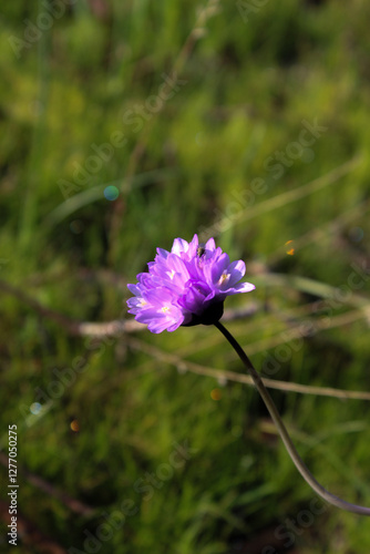 Close up of blue dicks flower