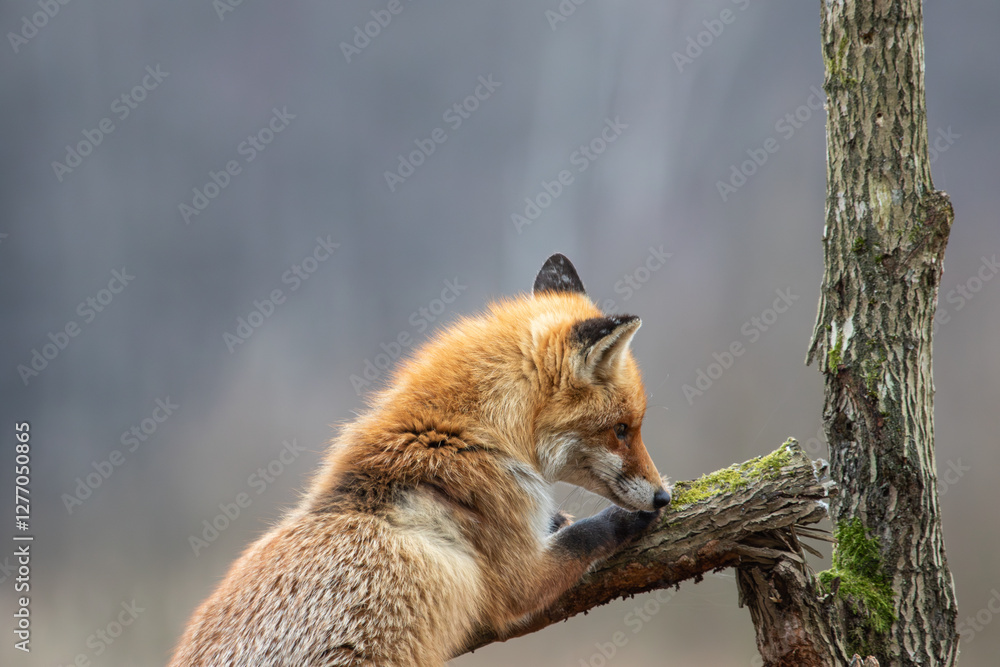 Obraz premium A fox climbing a branch
