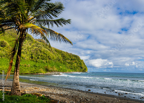 Palm Tree on Black Sand Beach, Honomanu Beach Park, Maui, Hawaii, USA