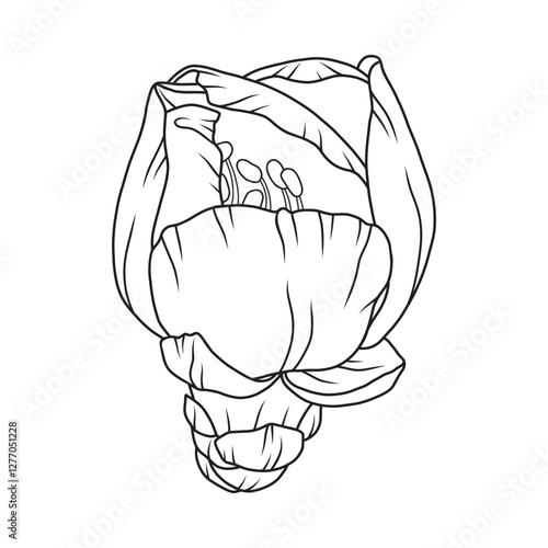 Beautiful apricot flower bud, graceful thin line. Japanese sakura blossom. Hand drawn cherry, plum, or peach bloom sketch, outline. Vector illustration