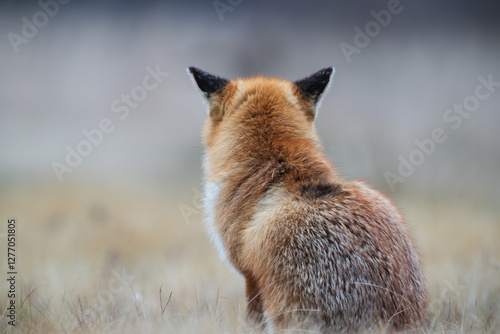 View from the back of a fox sitting on a meadow