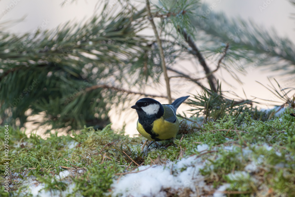 Obraz premium A great tit sitting on frozen moss