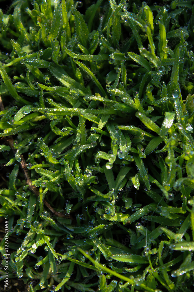Close up of blades of grass covered in dew drops Close up of blades of grass covered in dew drops