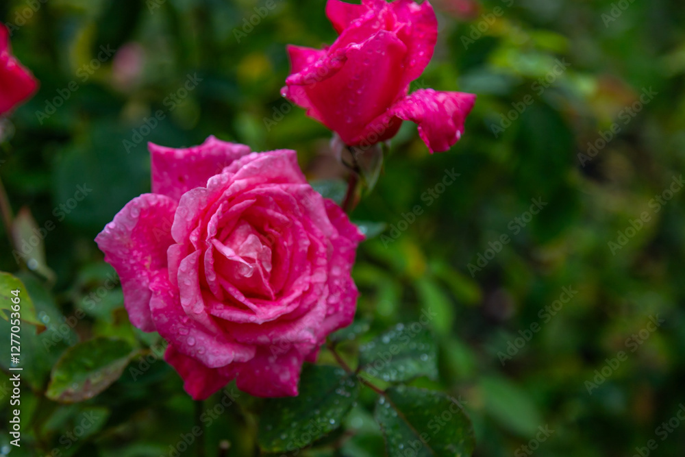 Close Up exposure of a Pink Roses covered in Dew, in a public garden in Christchurch, New Zealand Close Up exposure of a Pink Roses covered in Dew, in a public garden in Christchurch, New Zealand