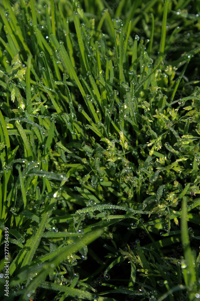 Morning dewdrops on blades of grass Morning dewdrops on blades of grass