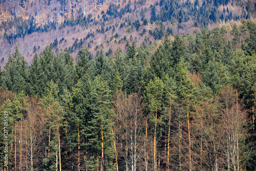 Fototapeta Naklejka Na Ścianę i Meble -  View of mountains covered by fir trees on bright sunny day, Beskidy, Poland