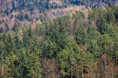 Fototapeta Naklejka Na Ścianę i Meble -  View of mountains covered by fir trees on bright sunny day, Beskidy, Poland