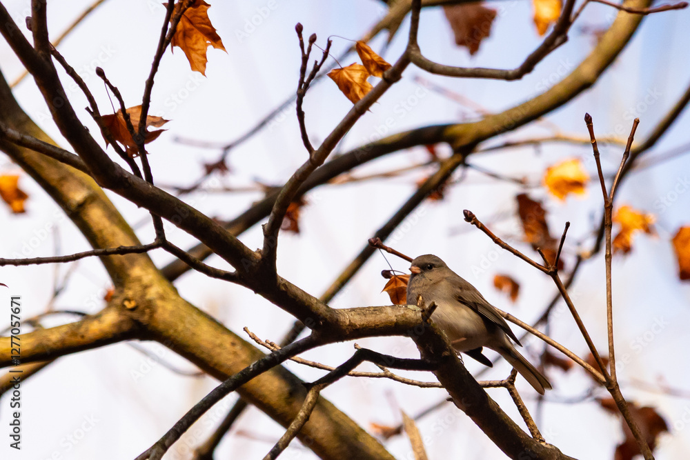 Cute little dark-eyed junco was perched in the tree when the picture was taken. The cute little grey avian is a sign of winter and often called a snowbird. The branches all around have brown leaves. Cute little dark-eyed junco was perched in the tree when the picture was taken. The cute little grey avian is a sign of winter and often called a snowbird. The branches all around have brown leaves.