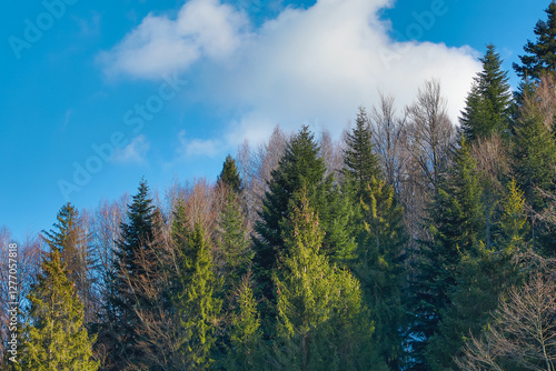 Fototapeta Naklejka Na Ścianę i Meble -  View of mountains covered by fir trees on bright sunny day, Beskidy, Poland