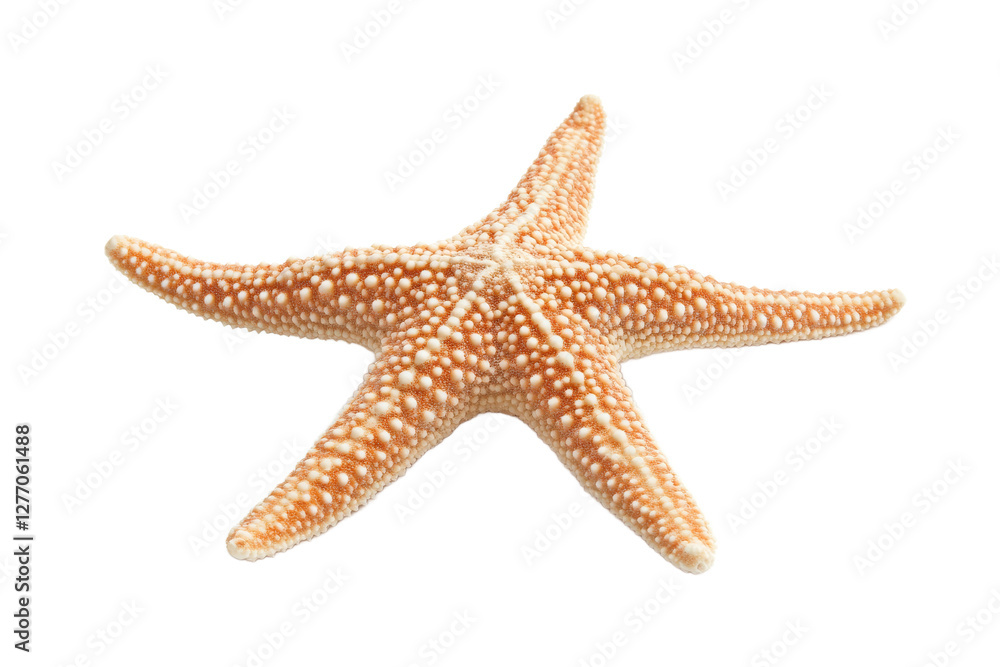 Starfish resting on a sandy ocean floor Starfish resting on a sandy ocean floor
