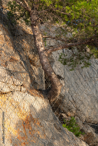 Lone tree growing on rocky mountain slope along roadside, covered with protective netting to prevent rockfalls. Blend nature and human safety measures. photo