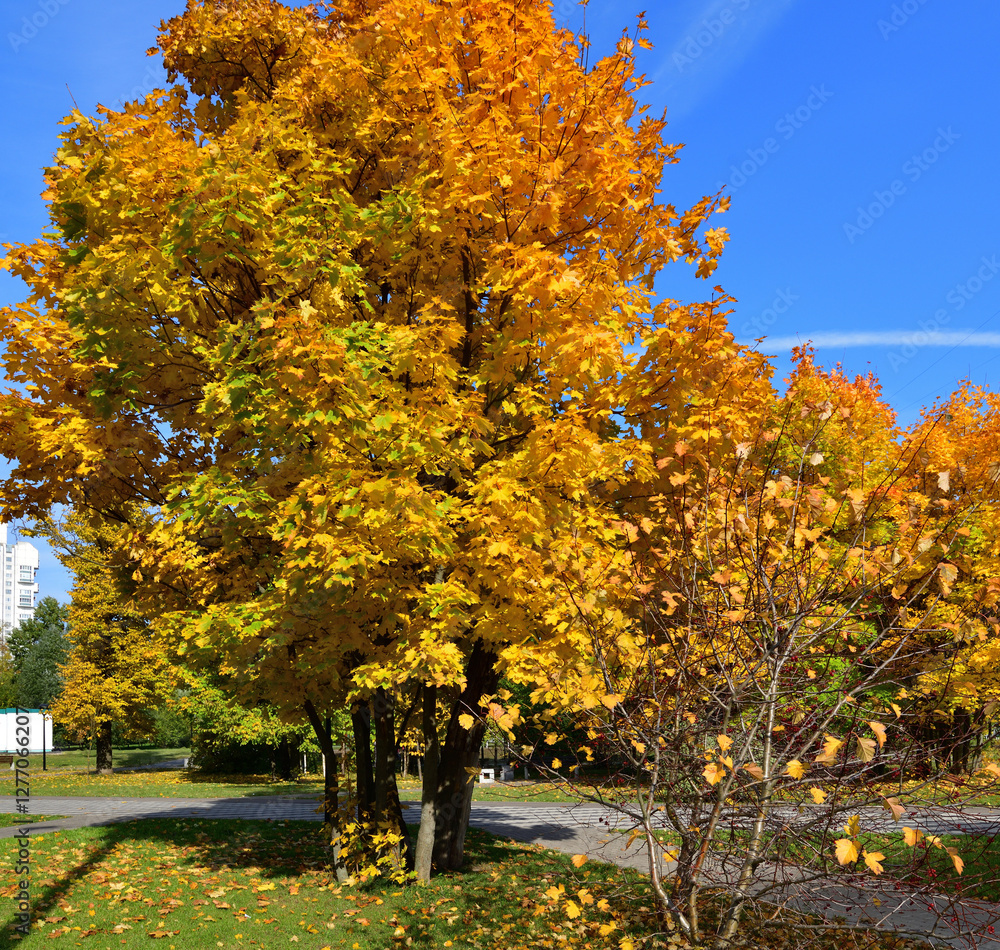 Beautiful autumn maple tree with red foliage in a city park, Russia Beautiful autumn maple tree with red foliage in a city park, Russia