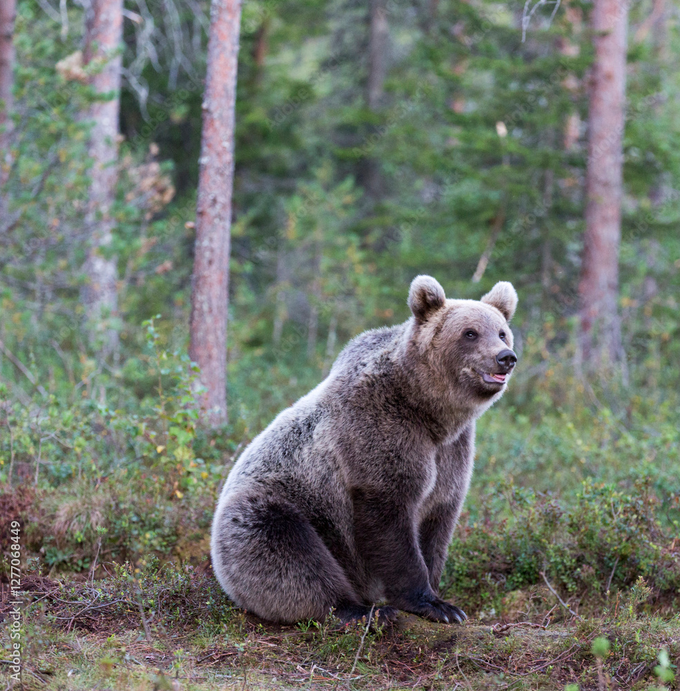 Fototapeta premium A photo of brown bear during summer