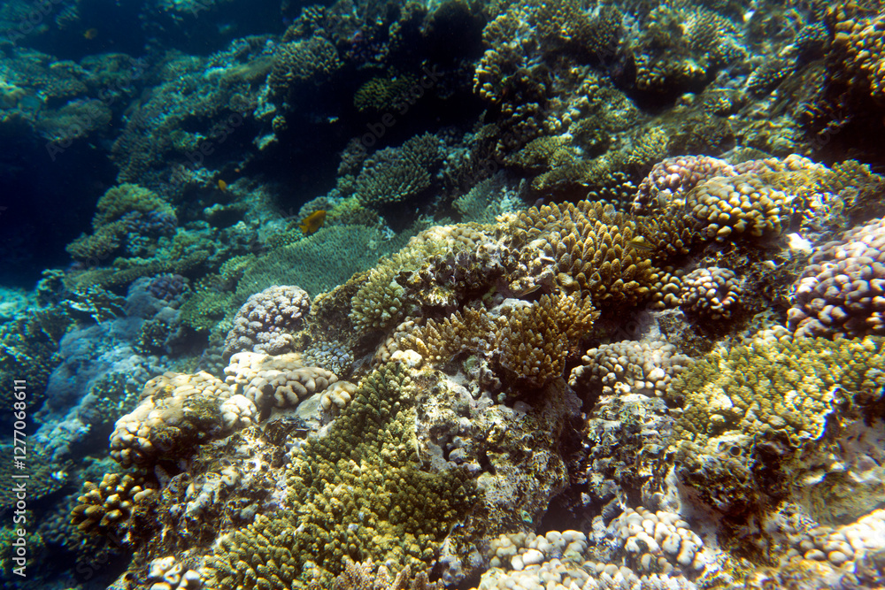 Photo of Sharm El Sheik coral reef Photo of Sharm El Sheik coral reef