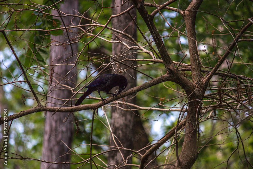 Obraz premium Common Grackle (Quiscalus quiscula) in Six Mile Cypress Slough Preserve North - Fort Myers, Florida