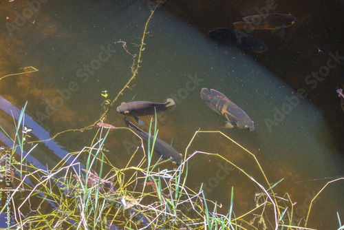 Oscar (Astronotus ocellatus) in Six Mile Cypress Slough Preserve North - Fort Myers, Florida photo