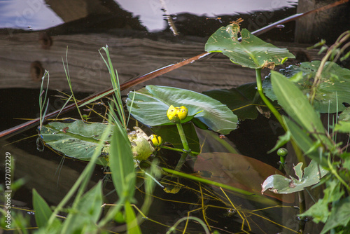 фотографія Yellow Water-Lily (Nuphar lutea) in Six Mile Cypress Slough Preserve North - For