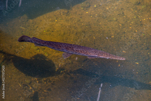 Florida Gar in Six Mile Cypress Slough Preserve North - Fort Myers, Florida