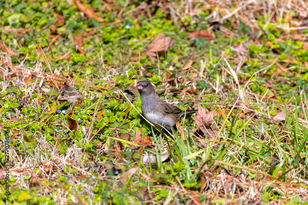 The dark-eyed junco (Junco hyemalis ), male on the meadow The dark-eyed junco (Junco hyemalis ), male on the meadow