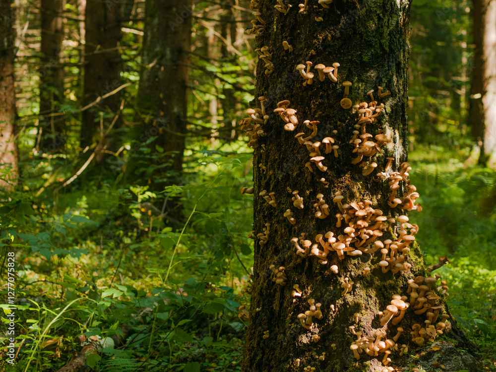 delicious edible mushrooms honey mushrooms grow on a tree delicious edible mushrooms honey mushrooms grow on a tree
