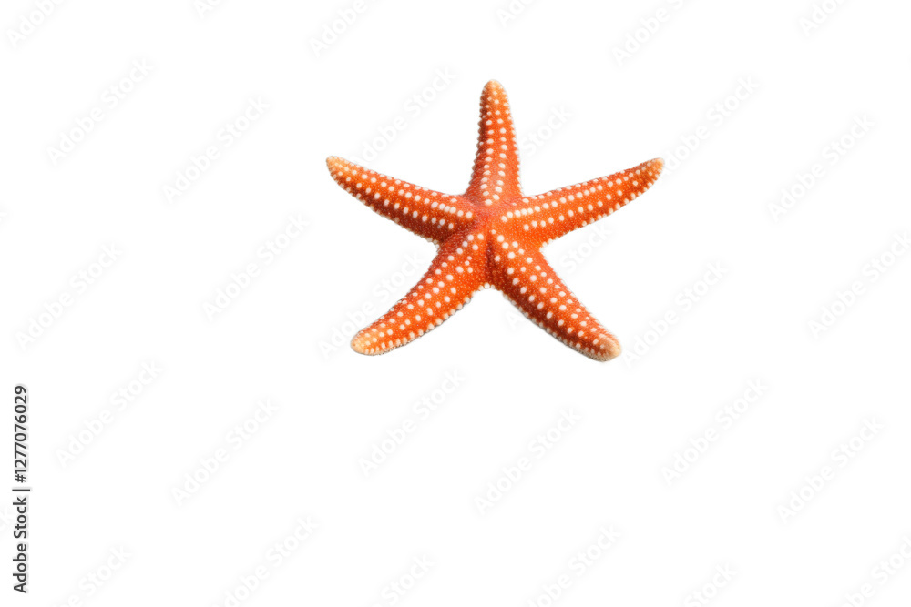 Colorful starfish resting on a white background Colorful starfish resting on a white background