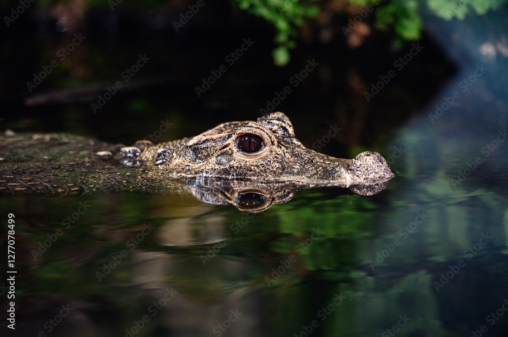 Obraz premium Close-up of a caiman partially submerged in water, with eyes and snout above the surface