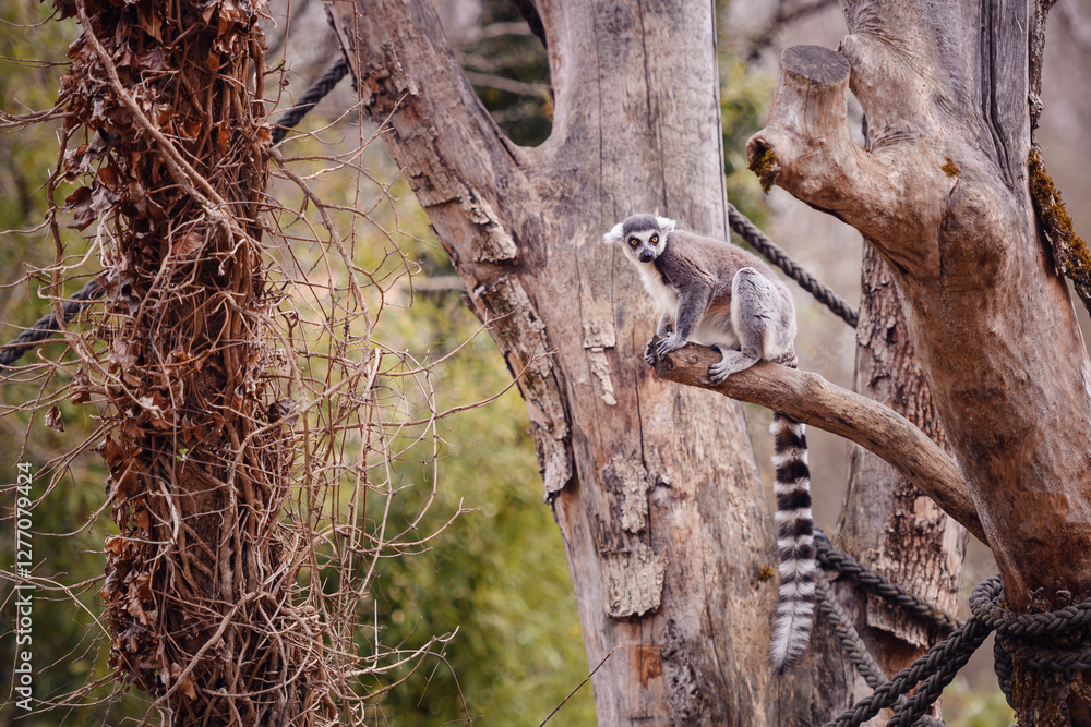 A lemur clings to a bare tree branch, with dry vines in the background A lemur clings to a bare tree branch, with dry vines in the background