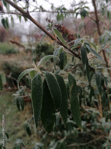 Close-up of dark green leaves dusted with light frost, showcasing delicate frost patterns. A serene and refreshing image perfect for nature, winter, and seasonal projects.