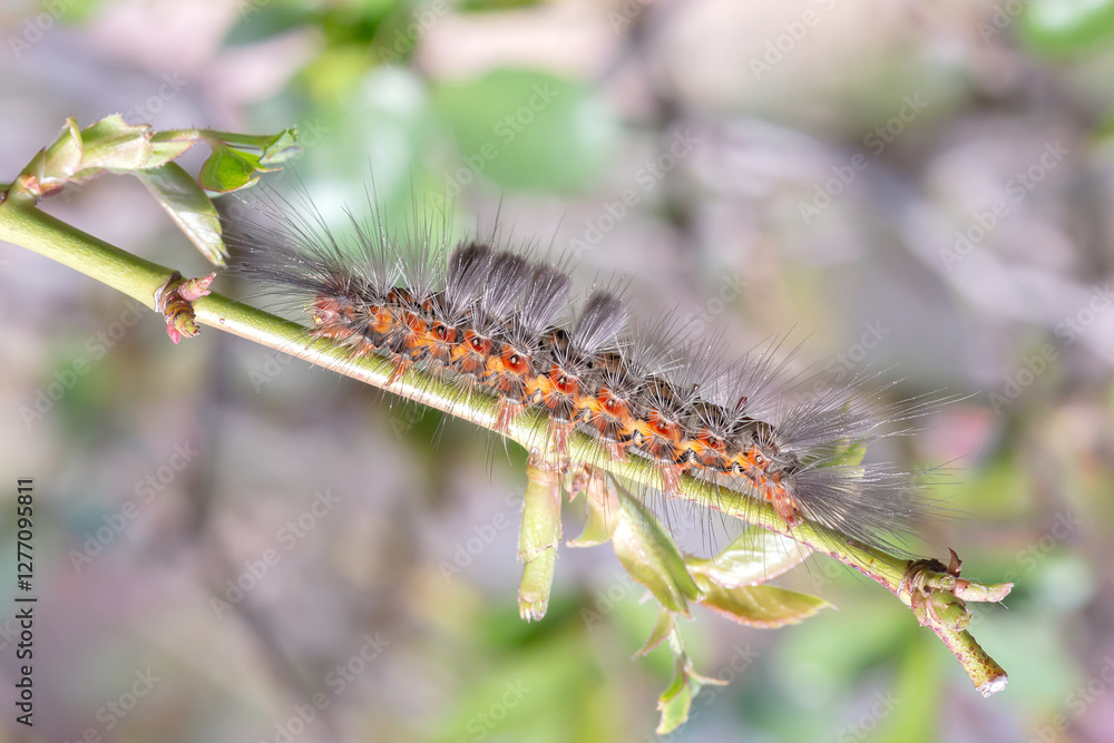 Fototapeta premium Hairy Caterpillar Crawling on a Twig – Macro Nature Photography