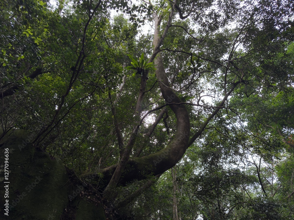 Fototapeta premium trees in the forest