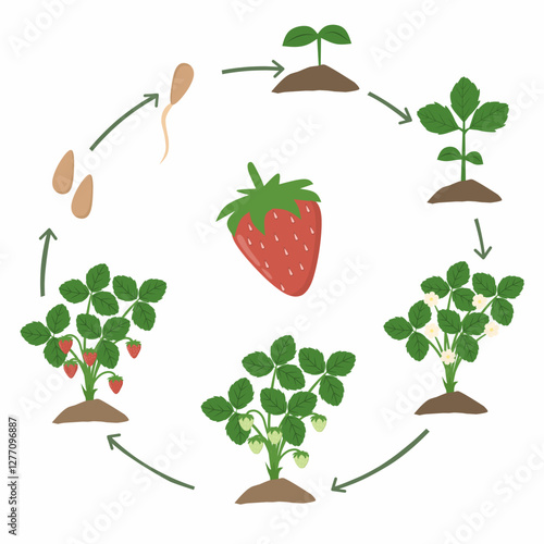 illustration of the strawberry life cycle, showing different stages from seed to fully grown fruit. The cycle includes germination, seedling growth, flowering, fruit development, and seed dispersal 