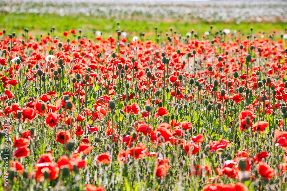 Summer field full of red poppy, Czech republic Summer field full of red poppy, Czech republic