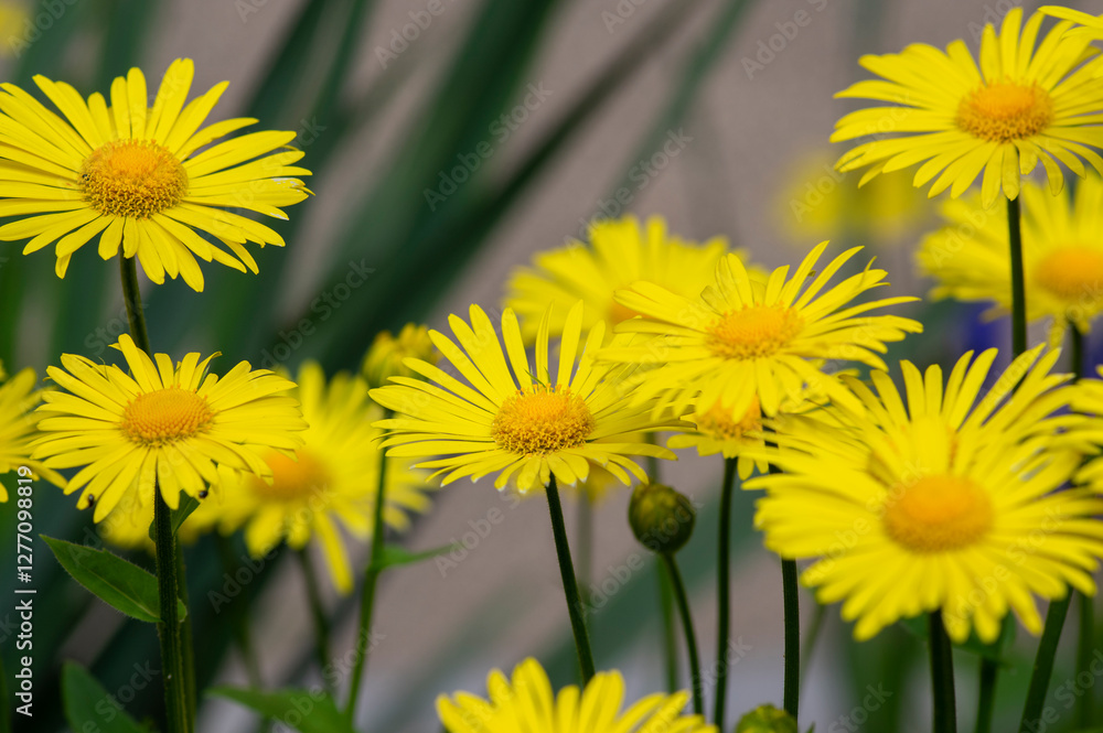 Doronicum orientale leopards bane bright yellow spring flowers in bloom, ornamental garden flowering plant