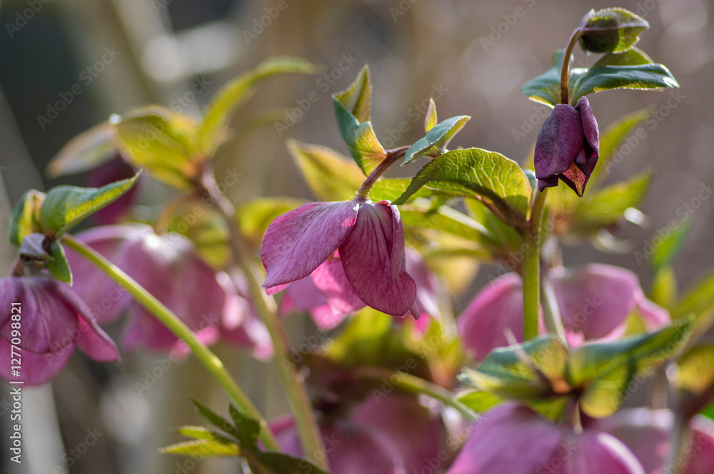 Helleborus purpurascens pink purple early spring flowering plant, beautiful flowers in bloom with green leaves