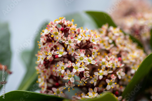 Obraz na płótnie Skimmia japonica rubella japanese flowers in bloom, beautiful ornamental early spring ping white flowering shrub w salonie