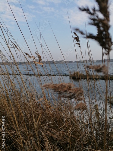 A close-up of golden grass spikes from an unknown plant, gently swaying in the breeze. In the background, a calm lake with a still surface, extending to the horizon under a clear sky.