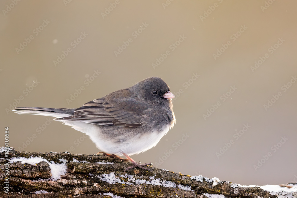 Fototapeta premium A Dark-eyed Junco On A Branch