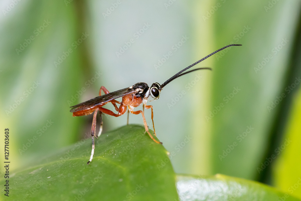 Fototapeta premium Ichneumon Wasp Perched on a Leaf - A Parasitic Insect Macro