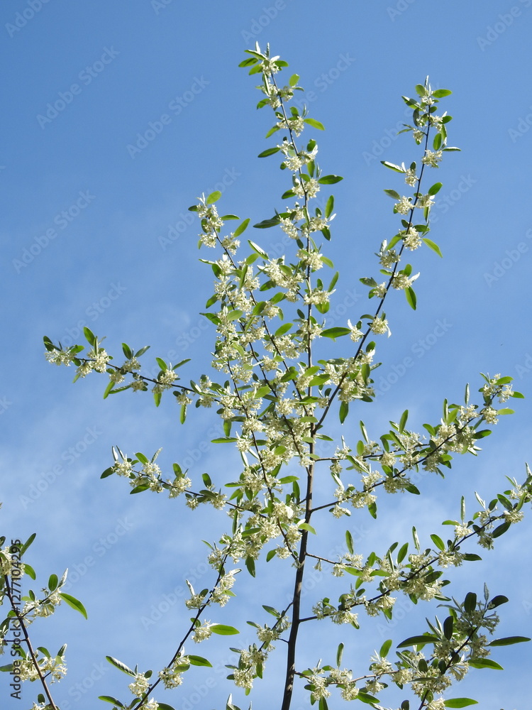 Autumn olive tree, elaeagnus umbellata, bloomed within the woodland forest of the Bombay Hook National Wildlife Refuge, Kent County, Delaware. Autumn olive tree, elaeagnus umbellata, bloomed within the woodland forest of the Bombay Hook National Wildlife Refuge, Kent County, Delaware.