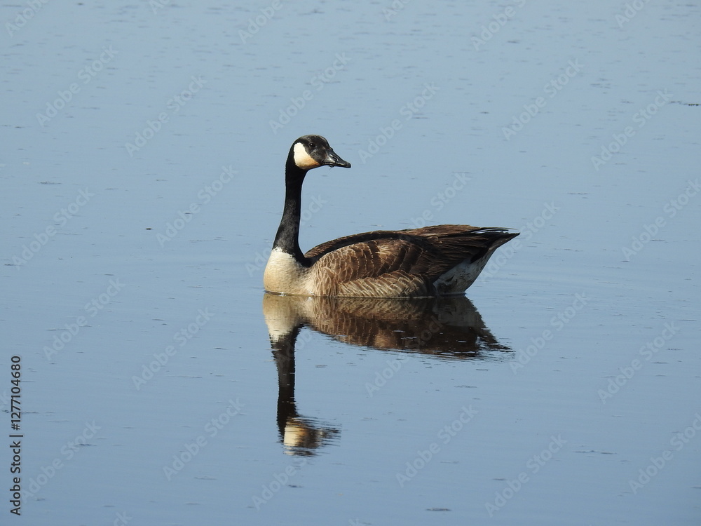 Fototapeta premium canadian, canada, goose, geese, waterfowl, wildfowl, wild, fowl, bird, birds, migratory, natural, beauty, reflection, mirror, wildlife, fauna, photography, nature, wilderness, swimming, water, outdoor