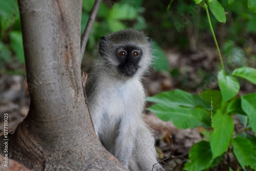 A young vervet monkey in a nature reserve in Zimbabwe